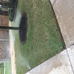 FRONT YARD RECONNECTED