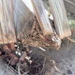 Fence Replacement