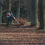Fall Clean up