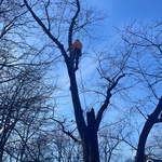 Remove Dead Tree