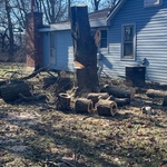 Remove Dead tree