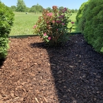 Brown mulch around rose bush