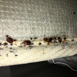 Bedbugs