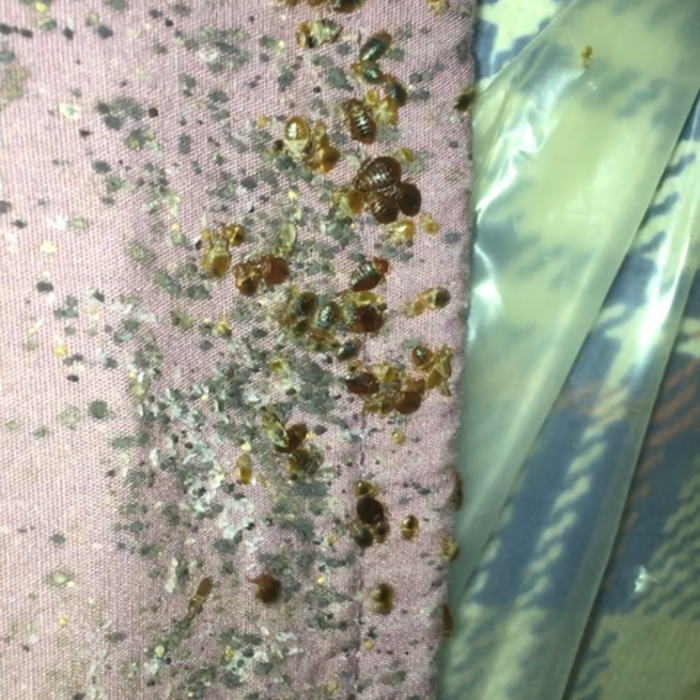 Bedbugs