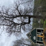 Catalpa tree removal