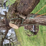 Catalpa tree removal