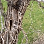 Catalpa tree removal