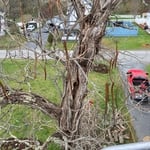 Catalpa tree removal
