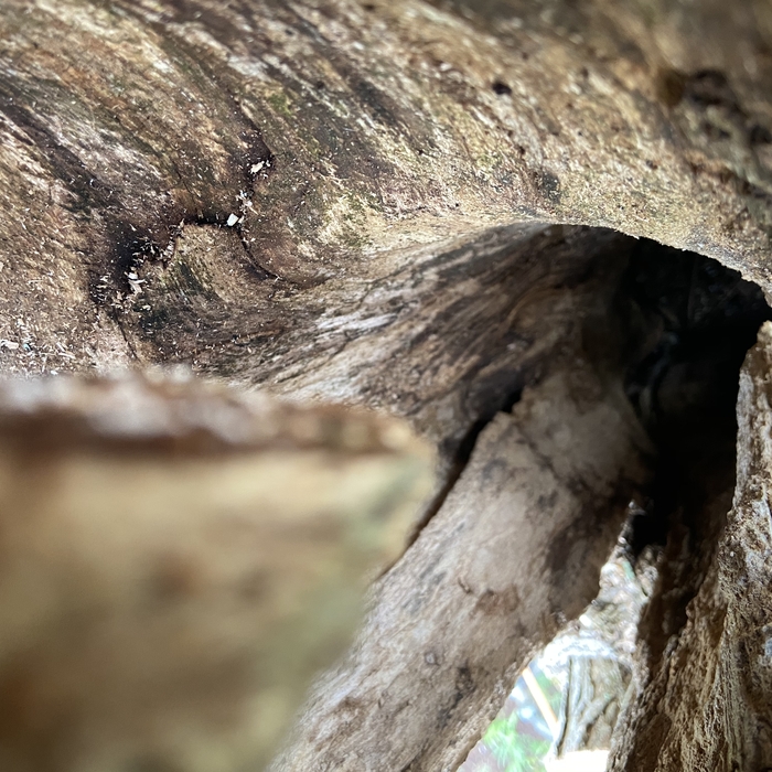 Catalpa tree removal
