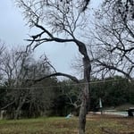 Dead tree leaning over primary #wires.
