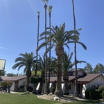 PALM TRIMMING