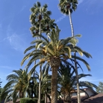 PALM TRIMMING
