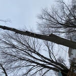 Tree cervices