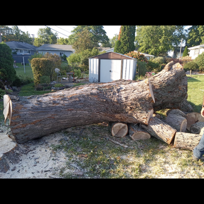 remove tree