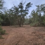 After Removing Undergrowth