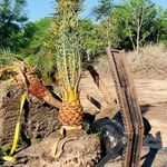 Tree Found