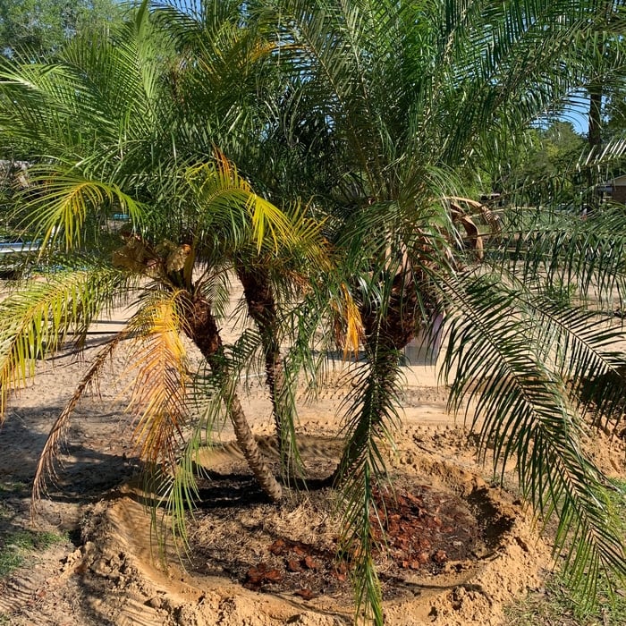 Plant a Palm