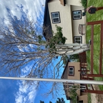 Dead Tree Removal
