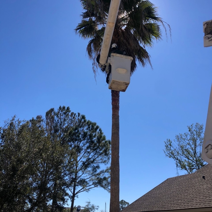 Palm Trimming
