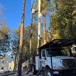 Tree trim