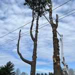 Tree trim