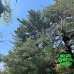 Storm damaged pine