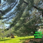 Storm damaged pine