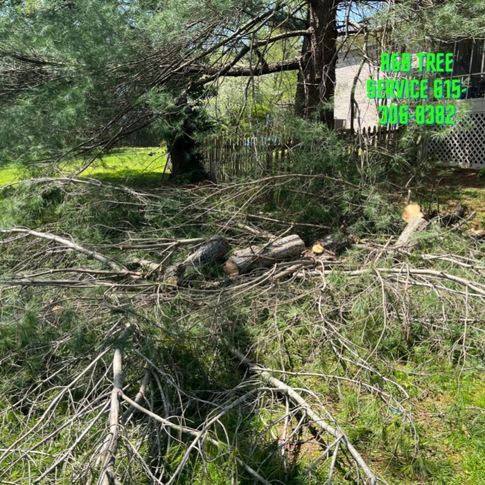 Storm damaged pine