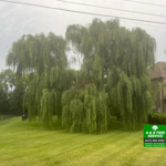 weeping willow