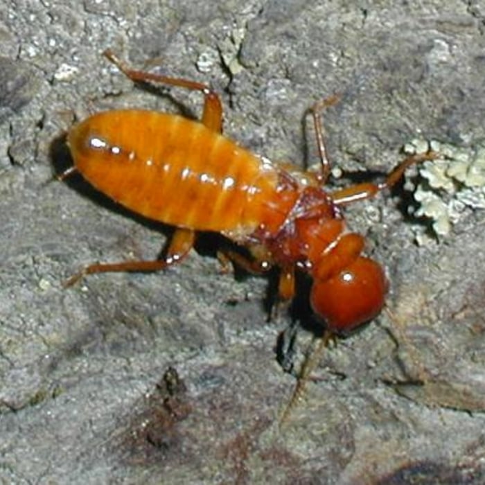 Dampwood Termites