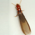 Drywood Termites