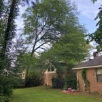 Elm Tree Before