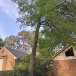 Elm Tree Before Removal Commenced.