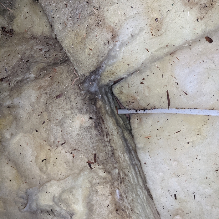 Rodents love Fiberglass