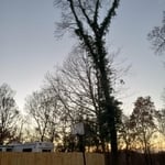 Tree trimming