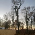 Tree trimming