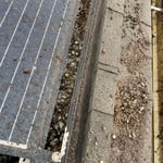 After years of pigeon waste