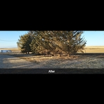 Tree trimming and clean u