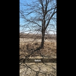 Tree trimming and clean u