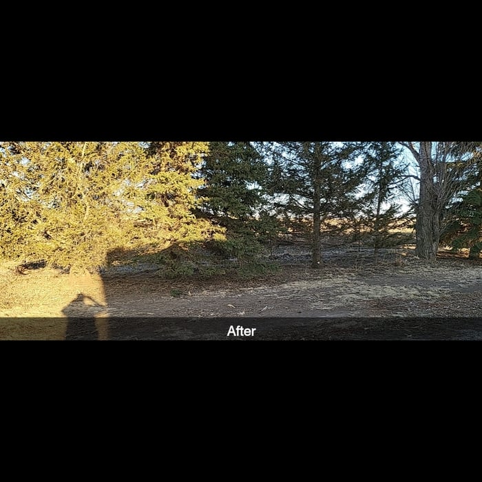 Tree trimming and clean u