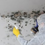 Mold Remediation