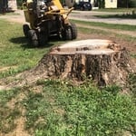massive catalpa stump