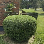trim after