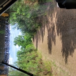 Forestry mulching