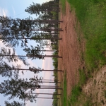 Forestry mulching