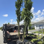 Plantation