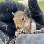 Squirrel Removal