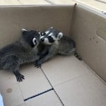 Raccoon Removal