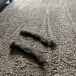Carpet, Tile & upholstery