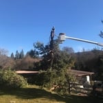 Tree Removal in Applegate